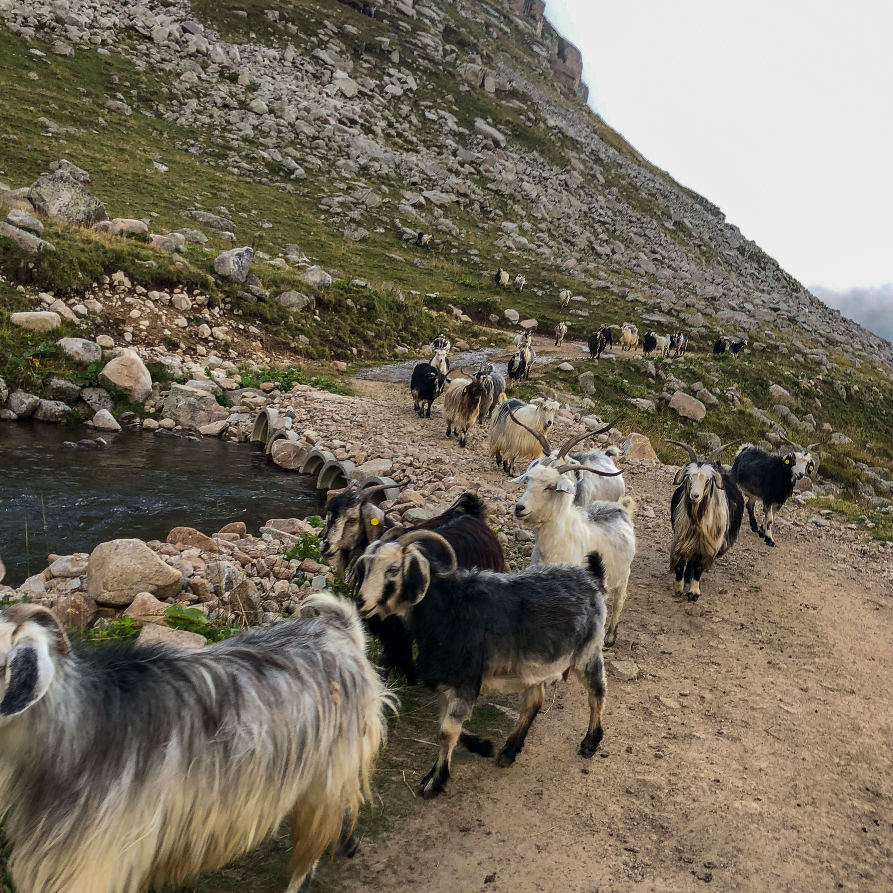 Kaçkar Mountains Mobile13